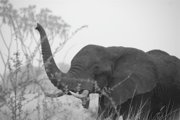 6682914571_6a0fd97c9b_o